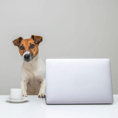 Jack Russell