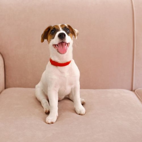 Jack Russell