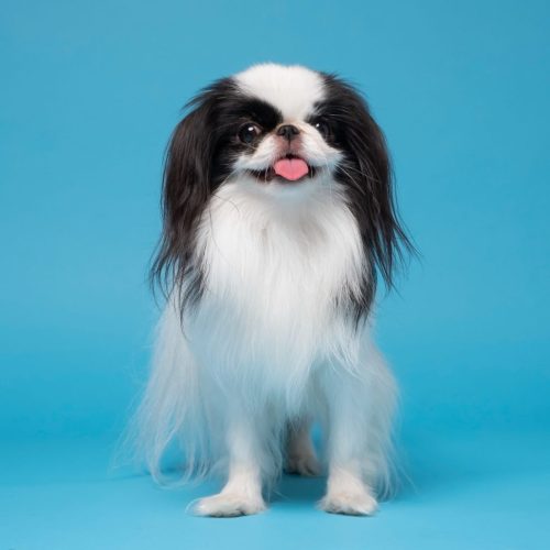 Japanese Chin