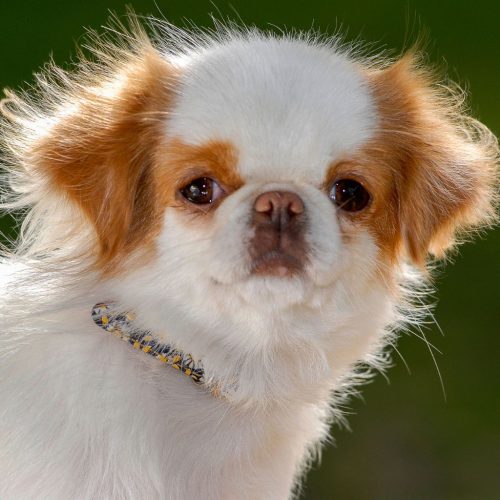 Japanese Chin