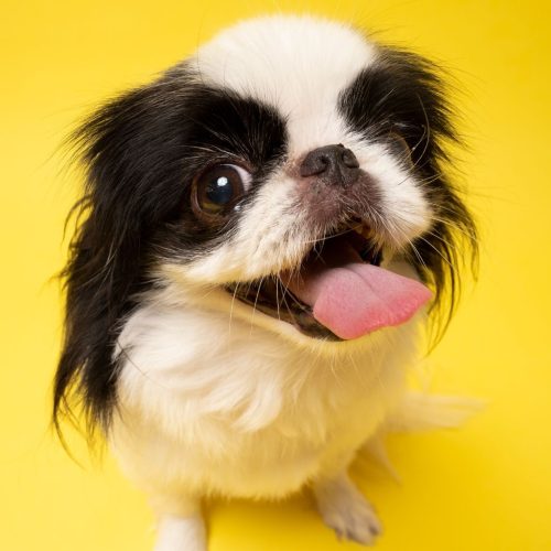 Japanese Chin