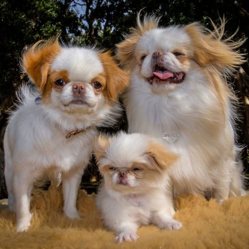 Japanese Chin