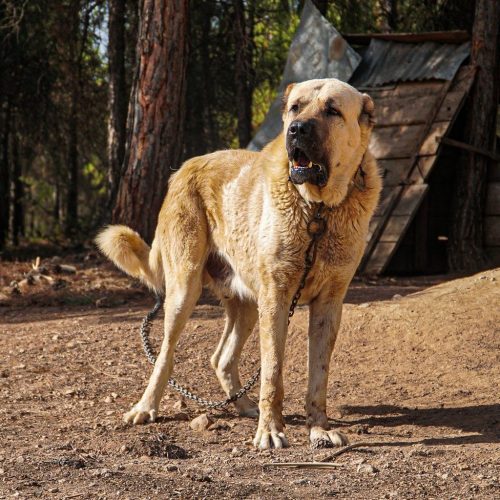 Kangal