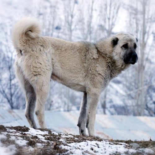 Kangal