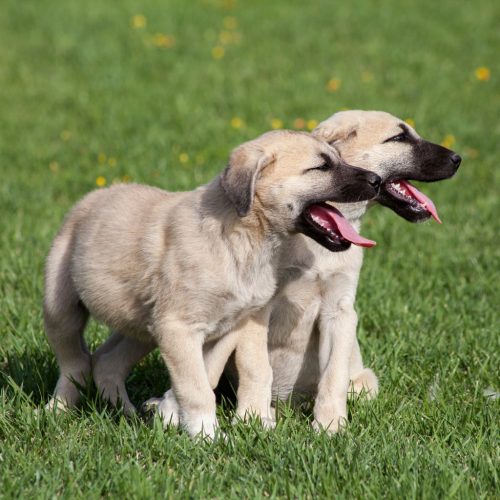 Kangal