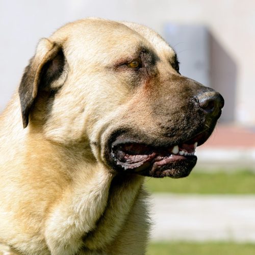 Kangal