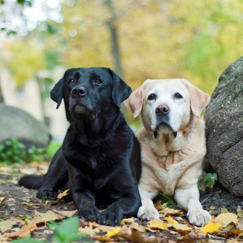 Labrador