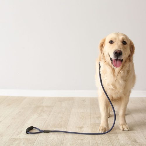 Labrador