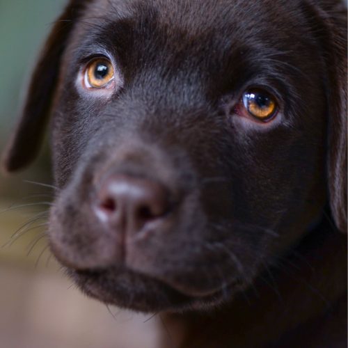 Labrador