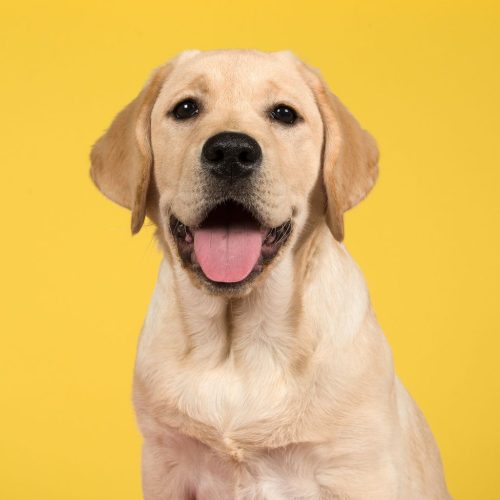 Labrador