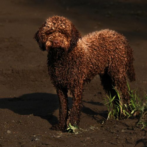 Lagotto 