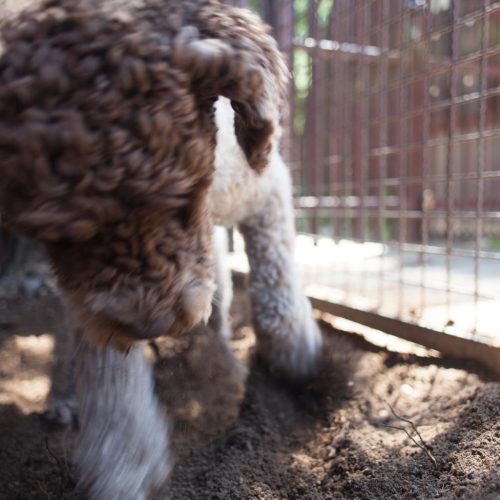 Lagotto 