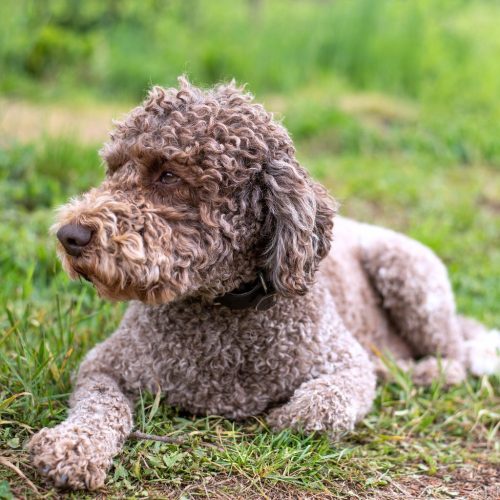 Lagotto 