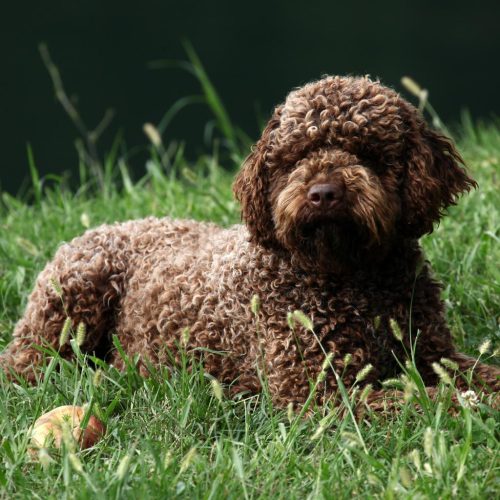 Lagotto 