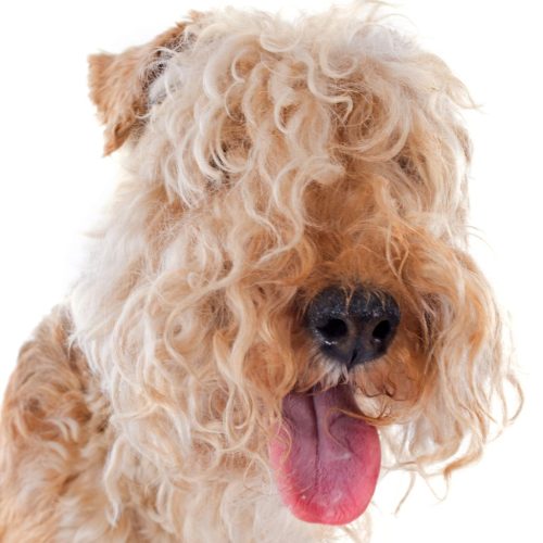 Lakeland Terrier