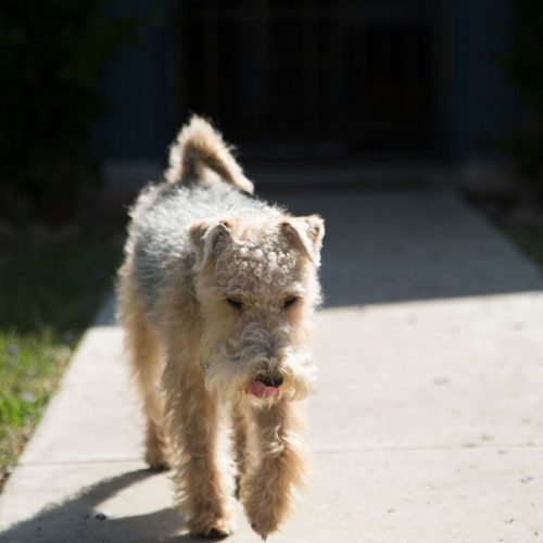 Lakeland Terrier