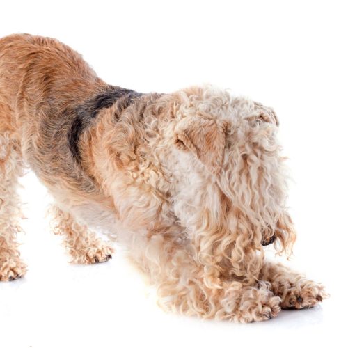 Lakeland Terrier