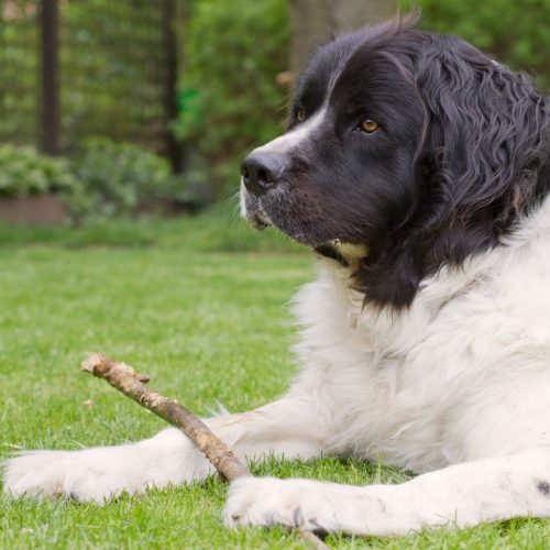 Landseer