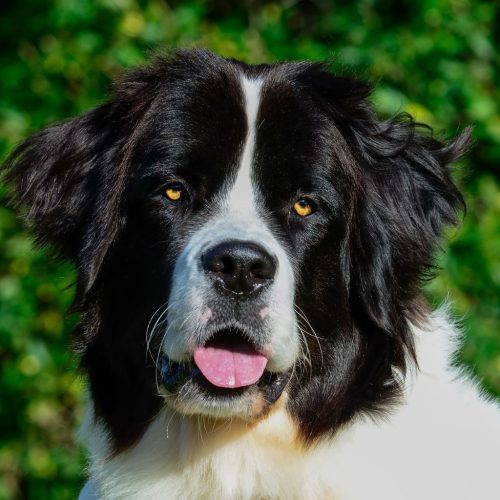 Landseer