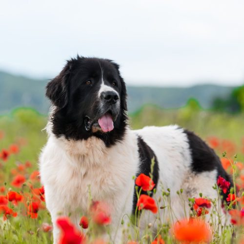 Landseer