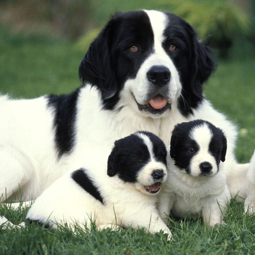 Landseer