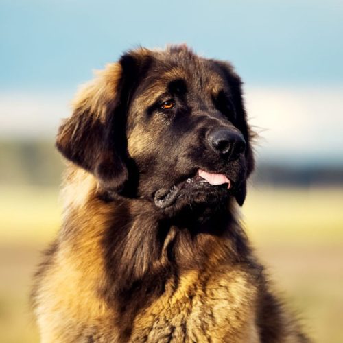 Leonberger 
