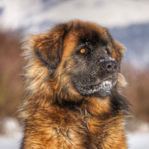 Leonberger 