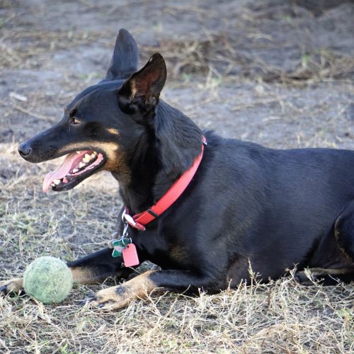 Manchester Terrier