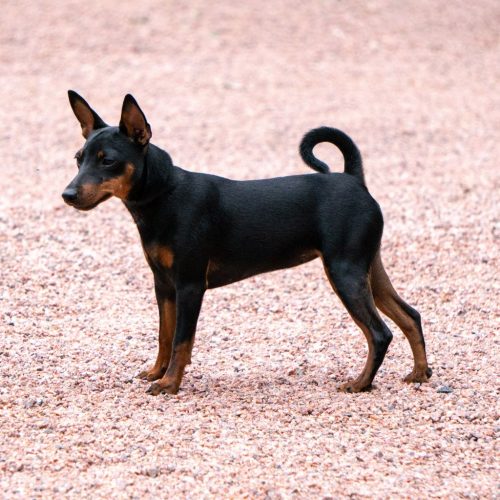 Manchester Terrier