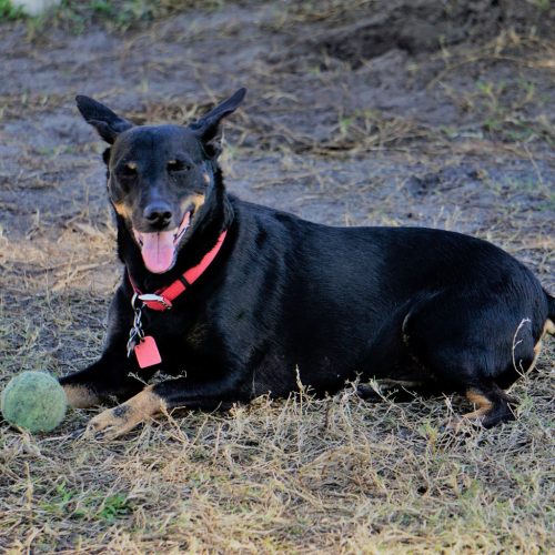 Manchester Terrier