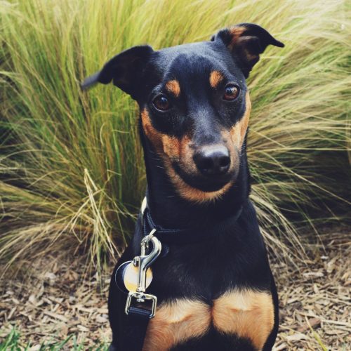 Manchester Terrier