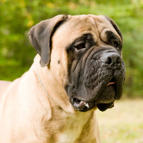 Mastiff
