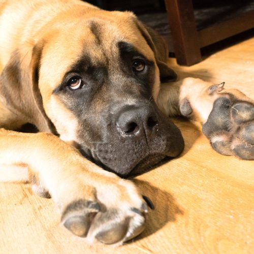 Mastiff