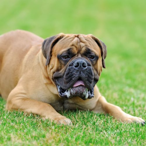 Mastiff