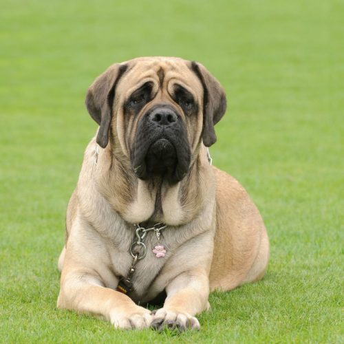 Mastiff