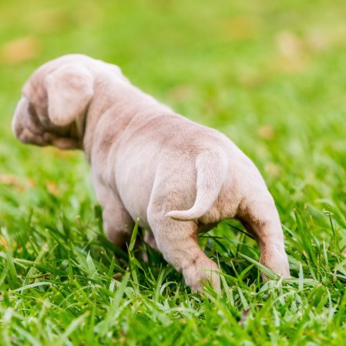 Mastino napoletano 