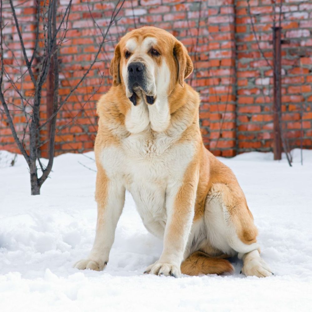 Mastino spagnolo