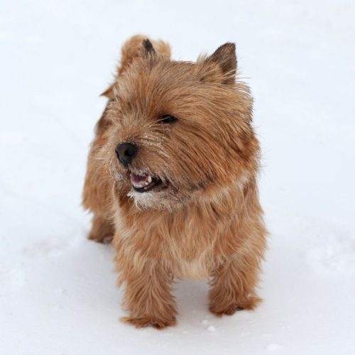 Norwich Terrier