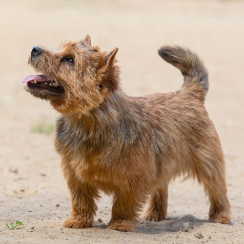 Norwich Terrier