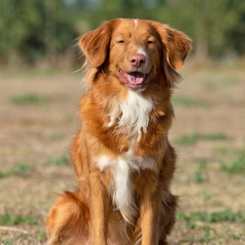 Nova Scotia Duck Tolling Retriever