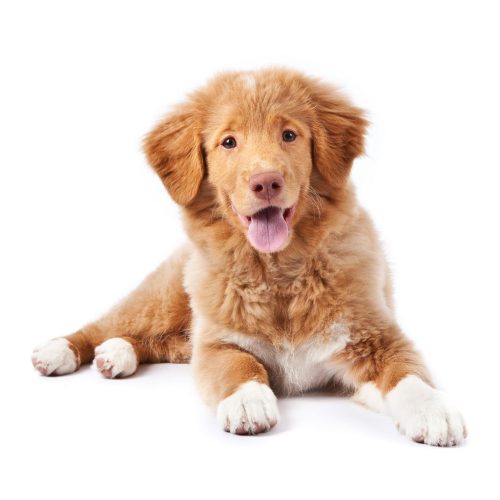 Nova Scotia Duck Tolling Retriever