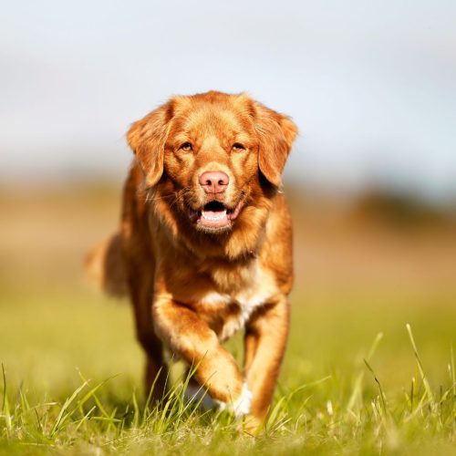 Nova Scotia Duck Tolling Retriever
