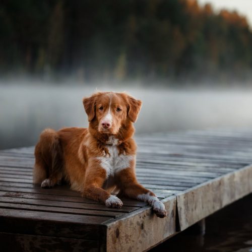 Nova Scotia Duck Tolling Retriever