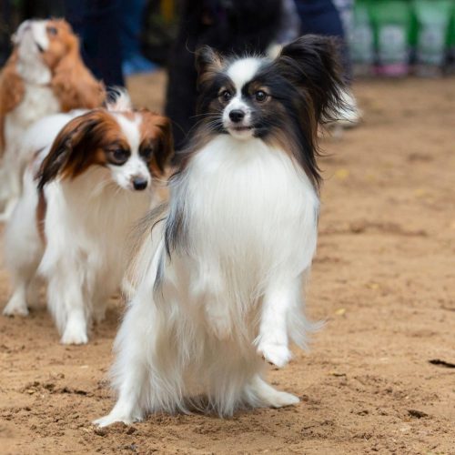 Papillon