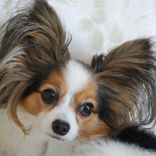 Papillon