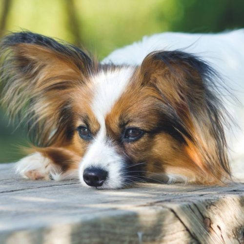 Papillon