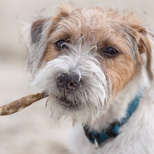 Parson Russell Terrier