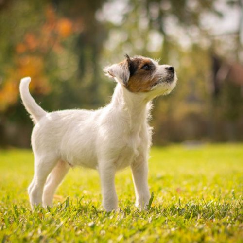 Parson Russell Terrier
