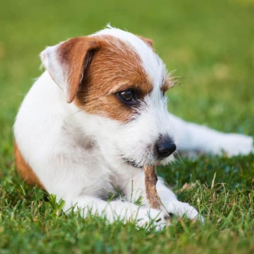 Parson Russell Terrier