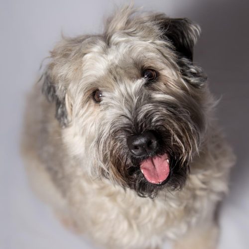 Soft Coated Wheaten Terrier